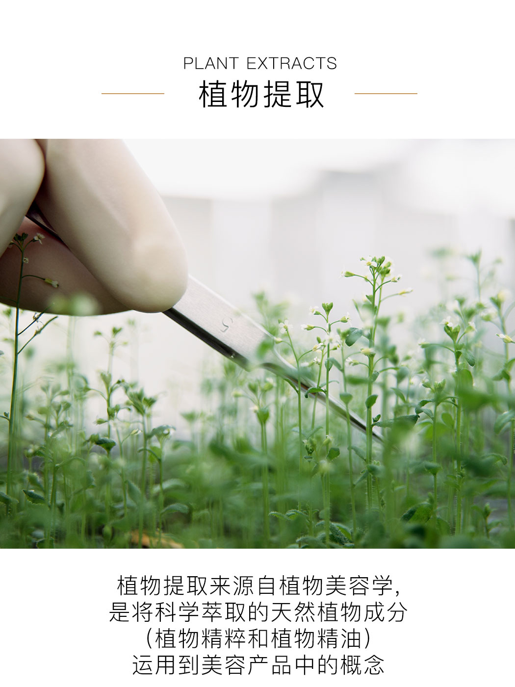 植物精粹(2)_01.jpg